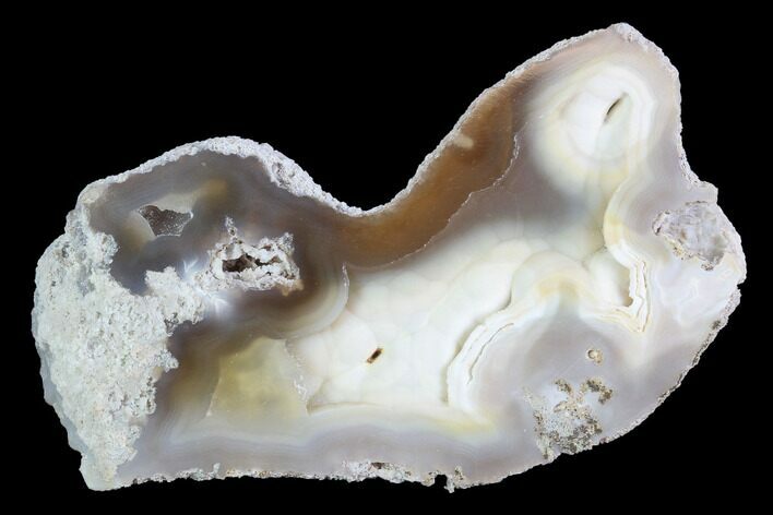 Agatized Fossil Coral Geode - Florida #97916